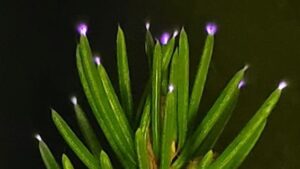 Por qué los bosques brillan en días de tormenta y cómo lograron grabarlo por primera vez