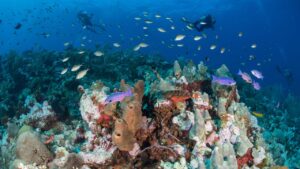 El daño en los arrecifes del Caribe ya alcanzó un punto de no retorno