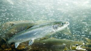 Los salmones en cocaína nadan mucho más lejos… y eso es un problema real