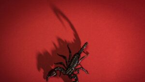 La fuerza de los escorpiones reside en los metales de sus aguijones y pinzas