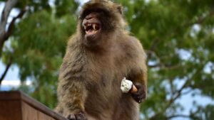 Estos macacos están comiendo puñados de tierra y la culpa es de los turistas