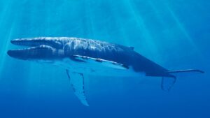 Ambientalistas rechazan decreto federal que permite apertura marítima de Loreto, hogar de la ballena azul en México