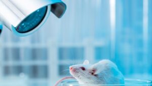 La ciencia tiene un problema de ADN que está arruinando miles de experimentos con ratones