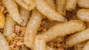 Reaparece el gusano barrenador en Texas después de seis décadas