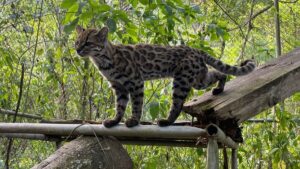 Paola Nogales-Ascarrunz, descubridora de nueva especie de felino: «El hábitat del gato es uno de los ecosistemas más frágiles»