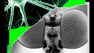 Entrené el cerebro de una mosca para generar ideas para historias de WIRED