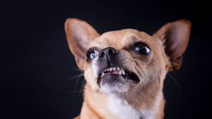 El ADN del perro chihuahua revela un vínculo inesperado con los coyotes
